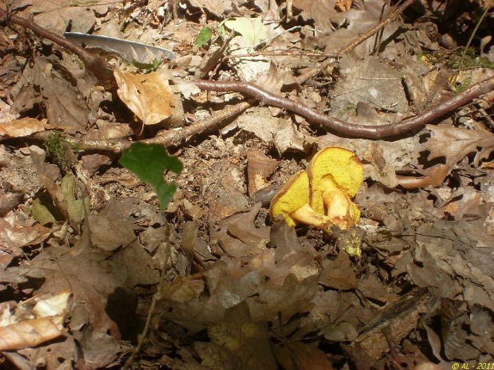 Xerocomus subtomentosus